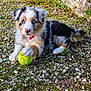 puppy, dog, blue_eyes, tennis_ball, playing, outdoor, gravel, moss, stone_wall, fur, cute, animal, pet, young, paw, nature, ground, laying, collar, tri_color