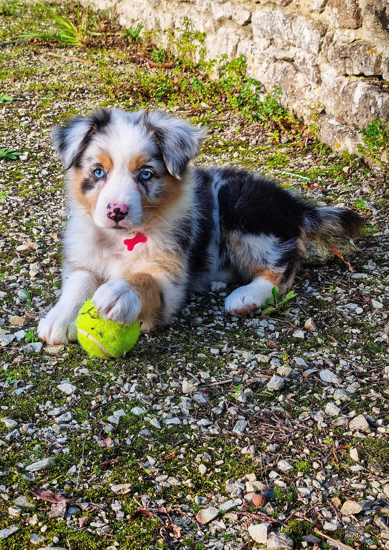 Altesse a rejoint le concours — aidez-le/la à gagner de superbes lots ! puppy, dog, blue_eyes, tennis_ball, playing, outdoor, gravel, moss, stone_wall, fur, cute, animal, pet, young, paw, nature, ground, laying, collar, tri_color