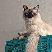 Punkie joined the competition — help win amazing prizes! cat, feline, pet, blue_eyes, fluffy_tail, wicker_basket, turquoise, indoor, portrait, sitting, cream_fur, seal_point, whiskers, ears, paws, gaze, wall, home_interior, relaxed, long_tail