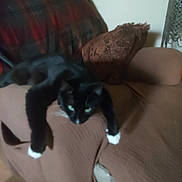 Gertie joined the competition — help win amazing prizes! cat, black_and_white, couch, pillow, blanket, indoor, furniture, relaxing, animal, pet, lazy, paw, cozy, home, feline, resting, blurred, living_room, soft, comfort