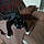 Gertie