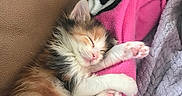 Sage is registered to the contest to win money with this photo: animal, blanket, calico, cat, comfort, cozy, cute, feline, fluffy, fur, gray, indoor, kitten, paw, pet, pink, relaxing, resting, sleeping, soft