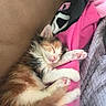 animal, blanket, calico, cat, comfort, cozy, cute, feline, fluffy, fur, gray, indoor, kitten, paw, pet, pink, relaxing, resting, sleeping, soft