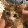 Sage joined the competition — help win amazing prizes! animal, blur, cat, close_up, cozy, cute, domestic, ears, face, fur, furry, hand, holding, indoor, kitten, person, pet, soft, whiskers, young