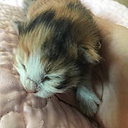 Sage is registered to the contest to win money with this photo: animal, black, closeup, companion, cozy, cute, fur, hand, indoor, kitten, orange, pet, pink_blanket, quilted, resting, sleeping, soft, tiny, white, young