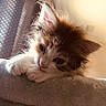 Sage joined the competition — help win amazing prizes! adorable, animal, cat, closeup, cozy, cute, ears, feline, fur, furry, indoor, kitten, pet, relaxed, resting, soft, sunlight, warm_light, whiskers, young
