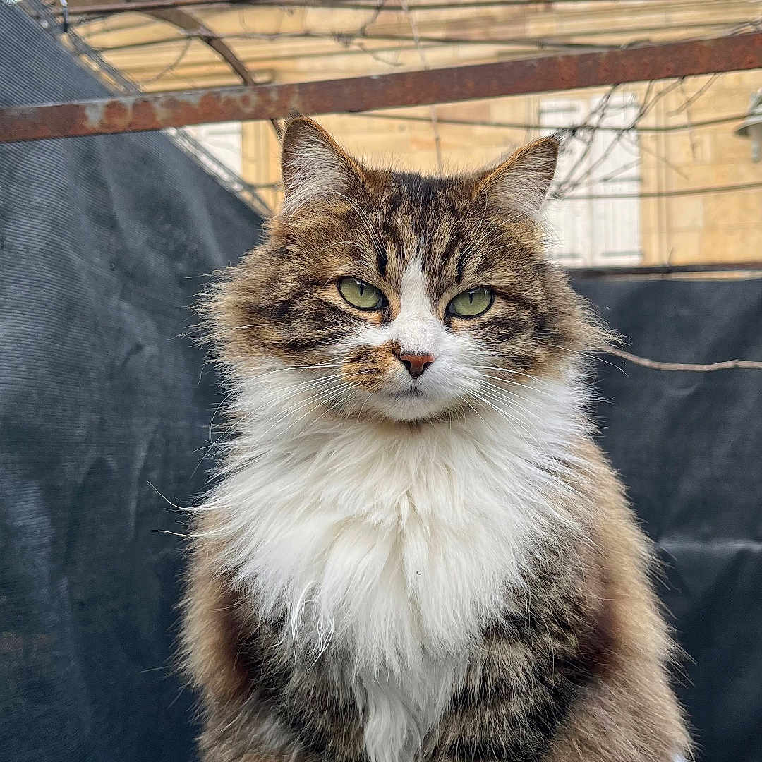 Nix a rejoint le concours — aidez-le/la à gagner de superbes lots ! abyssinian, angora, animal, architecture, building, cat, face, head, herbal, herbs, housing, kitten, manx, outdoors, person, pet, plant, pottedplant, shelter, wood