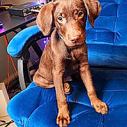 Milo joined the competition — help win amazing prizes! puppy, dog, brown_dog, blue_chair, indoor, guitar, technology, music_equipment, pet, cute, sitting, floor, furniture, cord, lighting, cozy, young_dog, ears, eyes, collar