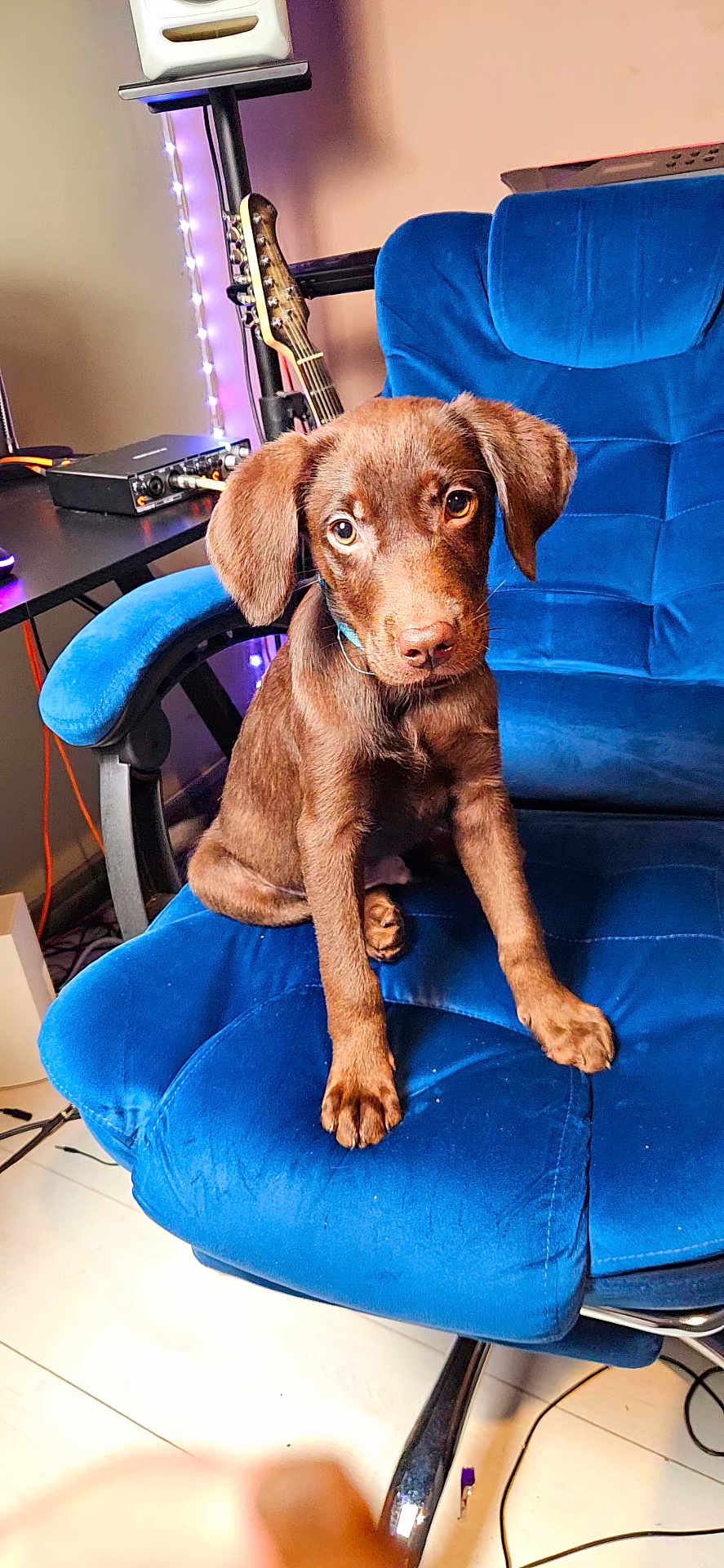 Milo joined the competition — help win amazing prizes! puppy, dog, brown_dog, blue_chair, indoor, guitar, technology, music_equipment, pet, cute, sitting, floor, furniture, cord, lighting, cozy, young_dog, ears, eyes, collar