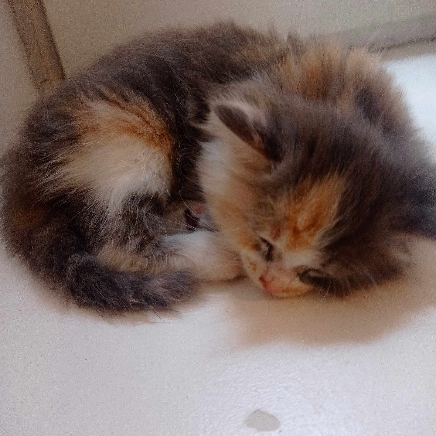 Tiny a rejoint le concours — aidez-le/la à gagner de superbes lots ! animal, calm, cat, closeup, cozy, cute, domestic, fluffy, fur, indoor, kitten, natural_light, pet, resting, sleeping, small, tricolor, white_surface, window, young