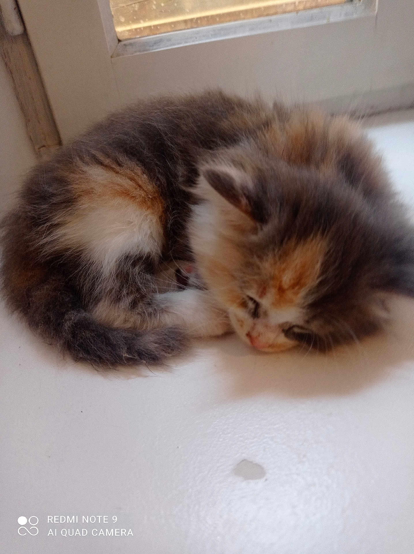 Tiny a rejoint le concours — aidez-le/la à gagner de superbes lots ! kitten, cat, sleeping, fur, tricolor, window, white_surface, pet, animal, cute, small, young, domestic, resting, fluffy, closeup, indoor, natural_light, calm, cozy