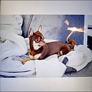 Filou participe au concours pour gagner de l'argent avec cette photo : dog, small_dog, brown_dog, blanket, couch, indoor, pet, fur, animal, alert, resting, cozy, furniture, domestic_animal, ears, tail, snout, companion, cute, canine