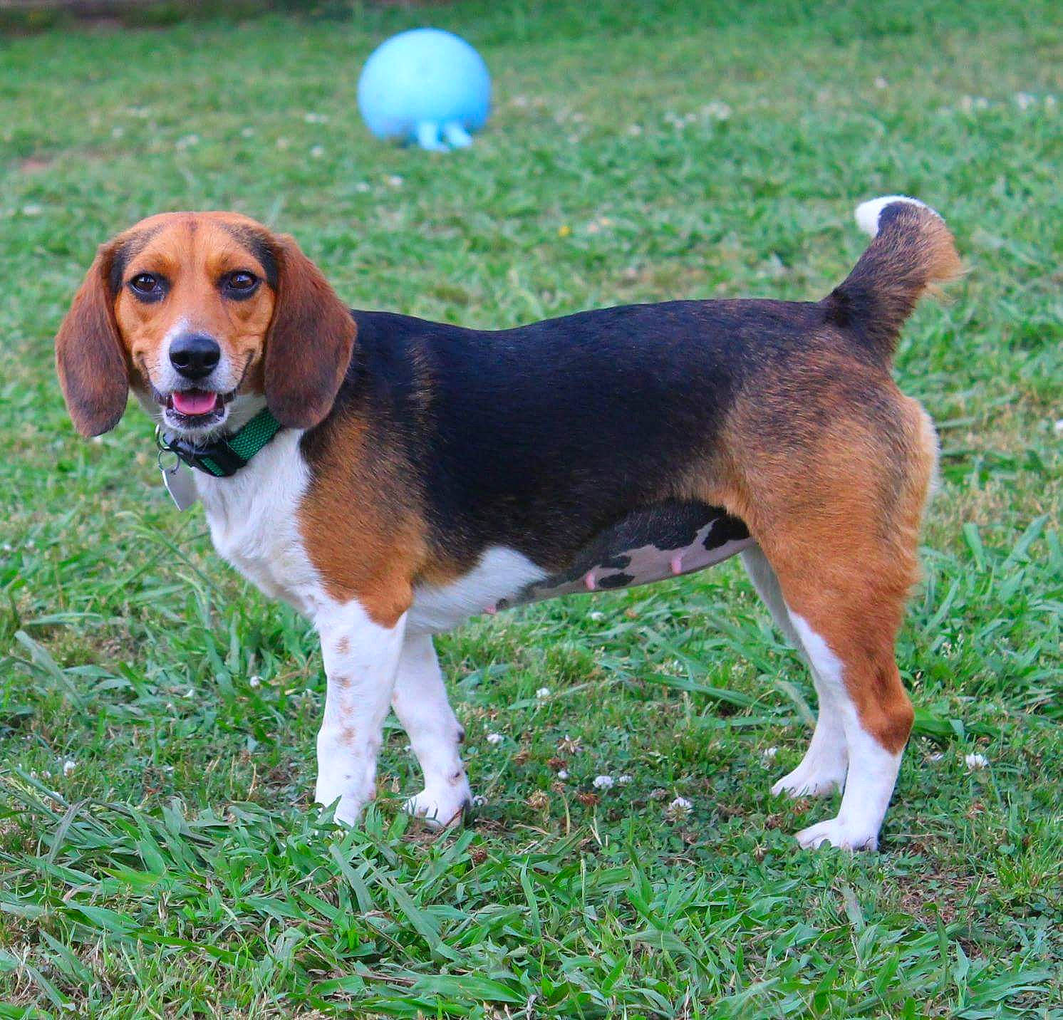 Liberty joined the competition — help win amazing prizes! ancient_dog_breeds, beagle, beagle_harrier, beaglier, canidae, carnivore, companion_dog, dog, dog_breed, grass, hound, hunting_dog, scent_hound, sharing, snout, sporting_group, tail, terrestrial_animal, tire_care, working_dog