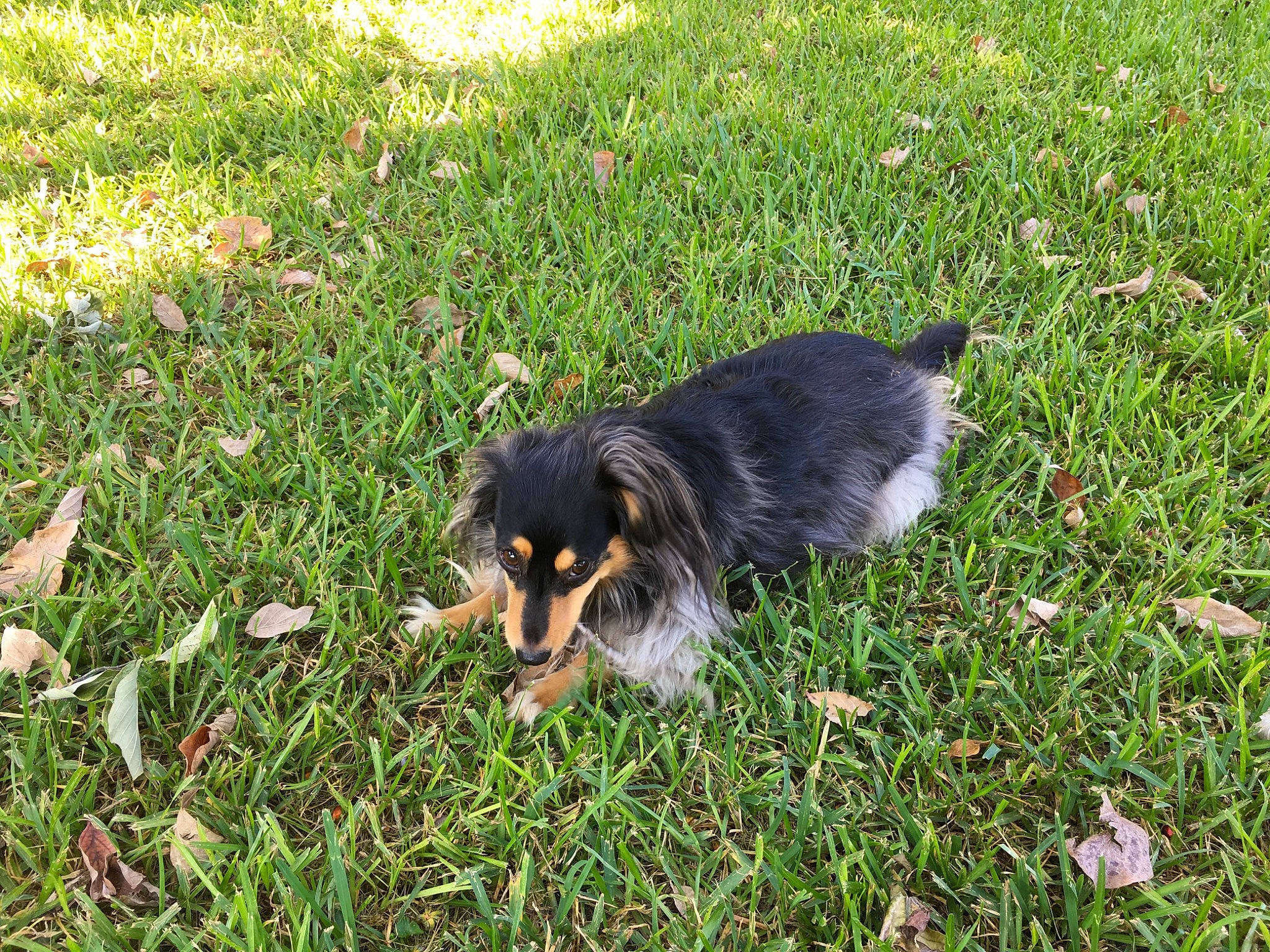 Max joined the competition — help win amazing prizes! carnivore, companion_dog, dog, dog_breed, event, grass, groundcover, heat, sporting_group, tail, terrestrial_animal, working_dog