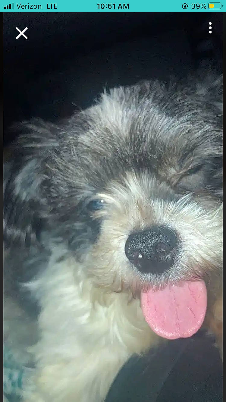 Arrow is registered to the contest to win money with this photo: ancient_dog_breeds, canidae, carnivore, cloud, cockapoo, companion_dog, dog, dog_breed, fur, maltepoo, non_sporting_group, puppy, puppy_love, shih_poo, small_terrier, sporting_group, terrier, toy_dog, whiskers, working_animal