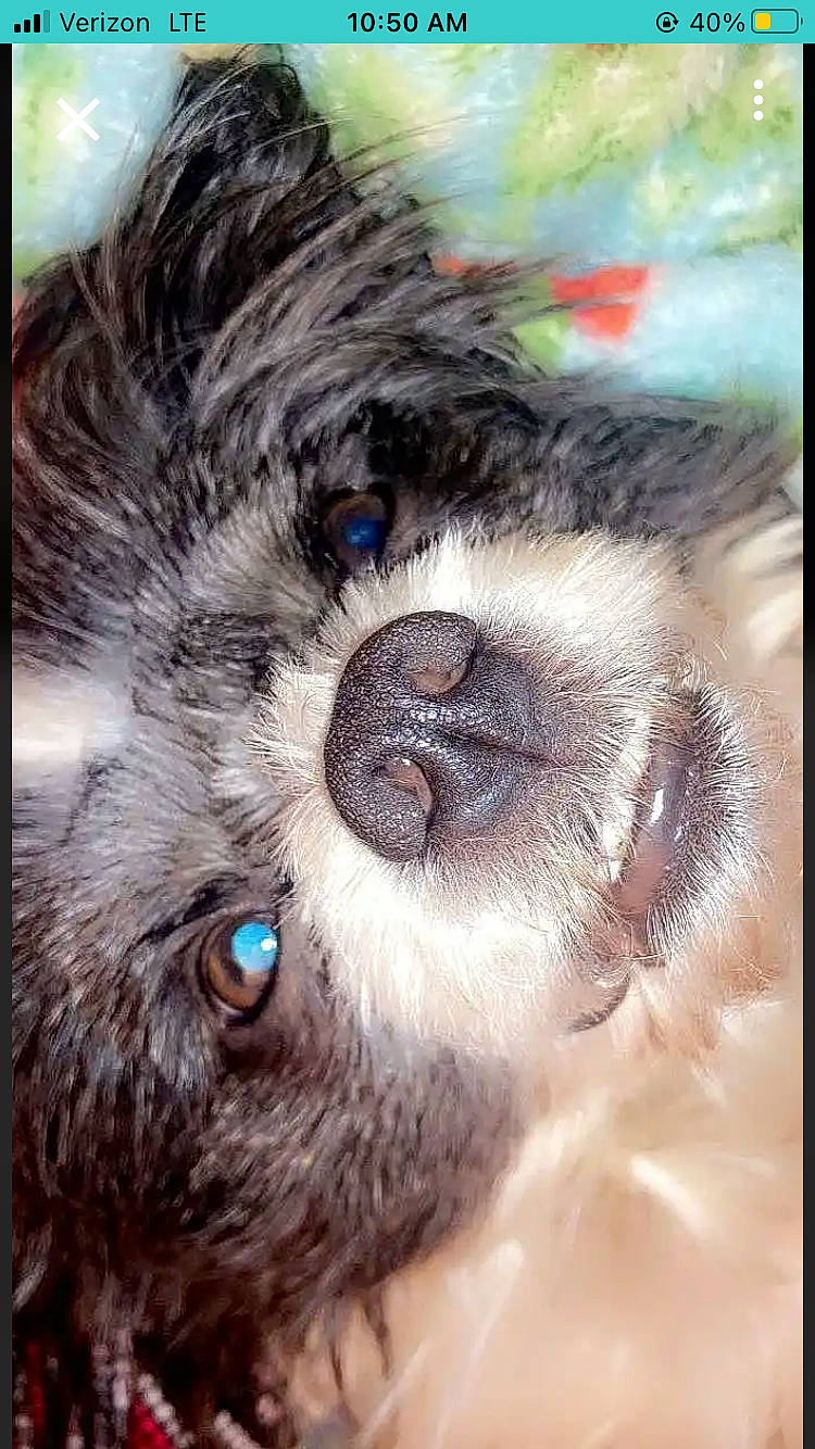 Arrow is registered to the contest to win money with this photo: canidae, carnivore, close_up, companion_dog, dog, dog_breed, felidae, fur, liver, paw, puppy_love, small_to_medium_sized_cats, snout, sporting_group, tail, terrestrial_animal, toy_dog, whiskers, wildlife, working_animal