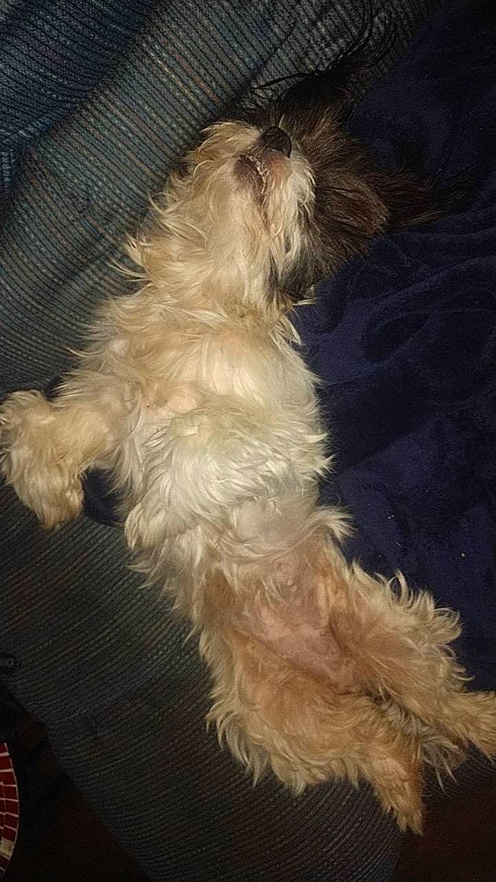 Arrow joined the competition — help win amazing prizes! canidae, carnivore, companion_dog, dog, dog_breed, fawn, fur, liver, small_terrier, snout, sporting_group, tail, terrier, toy_dog, working_animal