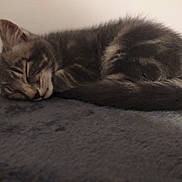 Esmé a rejoint le concours — aidez-le/la à gagner de superbes lots ! animal, blanket, cat, closeup, cozy, cute, domestic_animal, feline, fur, indoor, kitten, mammal, peaceful, pet, resting, sleeping, soft, tail, whiskers, young