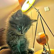Chouquette a rejoint le concours — aidez-le/la à gagner de superbes lots ! kitten, cat, gray_fur, fluffy, pet, indoor, lamp, lighting, globe, stool, furniture, curious, animal, closeup, leather, cozy, warm_light, eyes, small, home