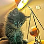 kitten, cat, gray_fur, fluffy, pet, indoor, lamp, lighting, globe, stool, furniture, curious, animal, closeup, leather, cozy, warm_light, eyes, small, home