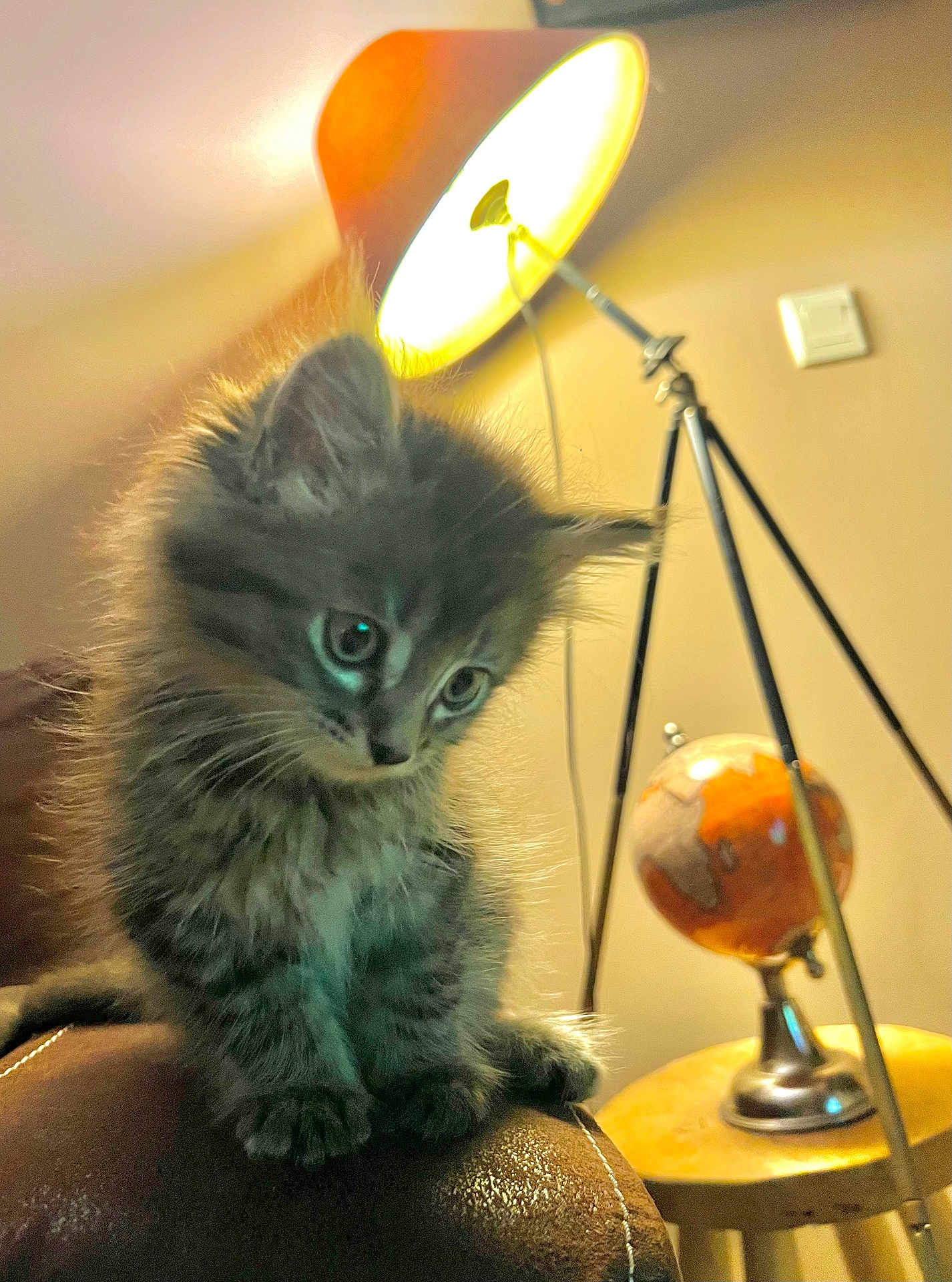 Chouquette a rejoint le concours — aidez-le/la à gagner de superbes lots ! kitten, cat, gray_fur, fluffy, pet, indoor, lamp, lighting, globe, stool, furniture, curious, animal, closeup, leather, cozy, warm_light, eyes, small, home