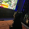 dog, television, indoor, couch, blanket, water_bottle, plant, table, dim_lighting, blue_light, floor_tile, wooden_furniture, pet, watching_tv, relaxing, home_interior, evening, shadow, small_dog, cozy