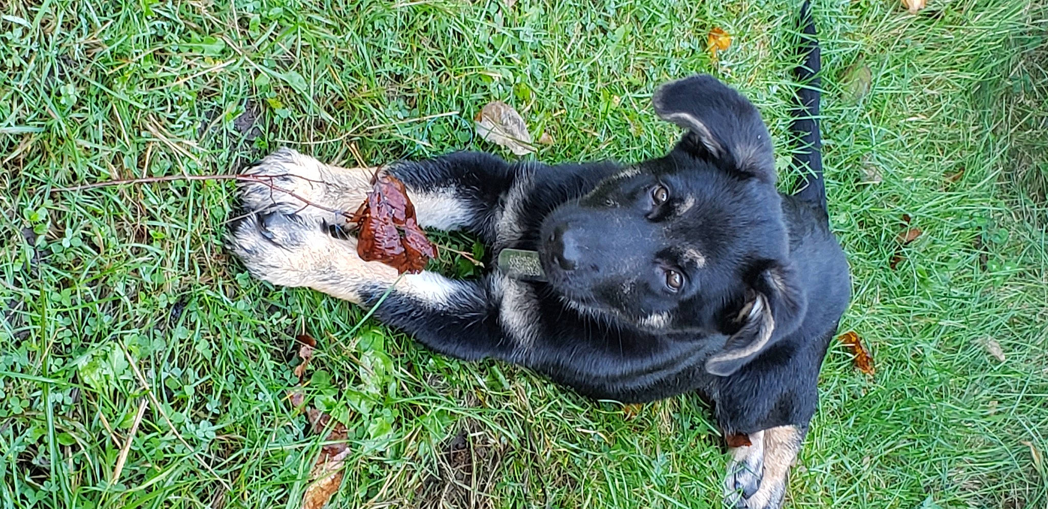 Scout is registered to the contest to win money with this photo: borador, canidae, carnivore, companion_dog, dog, dog_breed, fawn, fur, grass, guard_dog, personal_protective_equipment, plant, retriever, snout, sporting_group, tail, terrestrial_animal, tree, whiskers, working_animal