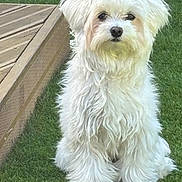 Bounty a rejoint le concours — aidez-le/la à gagner de superbes lots ! animal, calm, canine, closeup, companion, cute, dog, domestic_animal, fluffy, friendly, fur, grass, lawn, nature, outdoor, pet, portrait, sitting, white_dog, wooden_deck