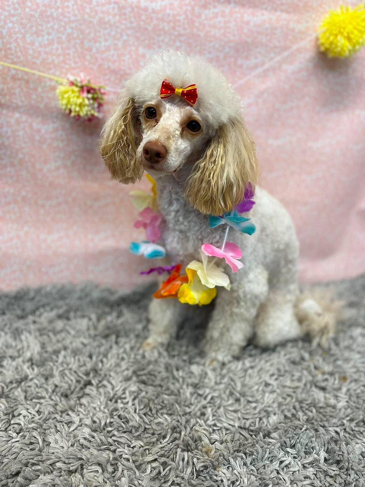 Sugar joined the competition — help win amazing prizes! canidae, carnivore, collar, companion_dog, dog, dog_breed, dog_clothes, dog_collar, dog_supply, fawn, fur, glasses, leash, pet_supply, plant, poodle, snout, sporting_group, toy_dog, water_dog