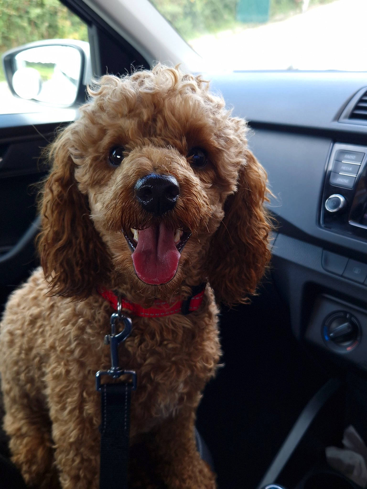 Cookie is registered to the contest to win money with this photo: car, car_seat, carnivore, collar, companion_dog, dog, dog_breed, dog_collar, fur, labradoodle, liver, mirror, motor_vehicle, poodle, snout, terrier, toy_dog, vehicle, water_dog, working_animal