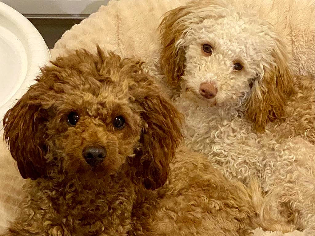 Cookie A Sugar joined the competition — help win amazing prizes! canidae, carnivore, companion_dog, dog, dog_breed, fur, labradoodle, maltepoo, poodle, poodle_crossbreed, serveware, shih_poo, small_terrier, snout, sporting_group, terrier, toy_dog, water_dog, working_animal, yorkipoo