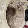 cat, sink, bathroom, fur, curled_up, toiletries, bottle, counter, fluffy, relaxed, pet, indoor, white, cream, blue_eyes, domestic_animal, cute, resting, small, cozy