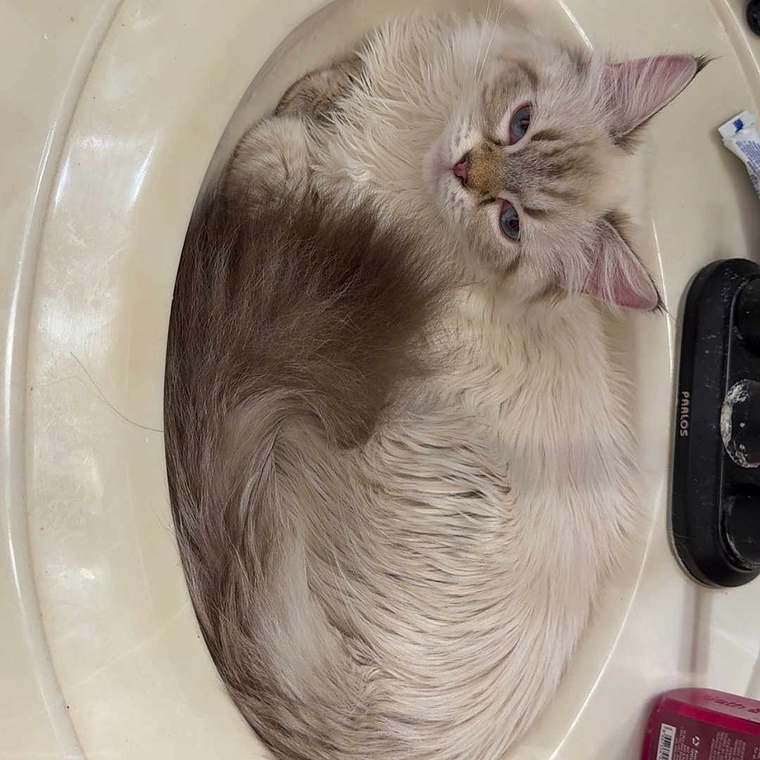 Princess is registered to the contest to win money with this photo: cat, sink, bathroom, fur, curled_up, toiletries, bottle, counter, fluffy, relaxed, pet, indoor, white, cream, blue_eyes, domestic_animal, cute, resting, small, cozy