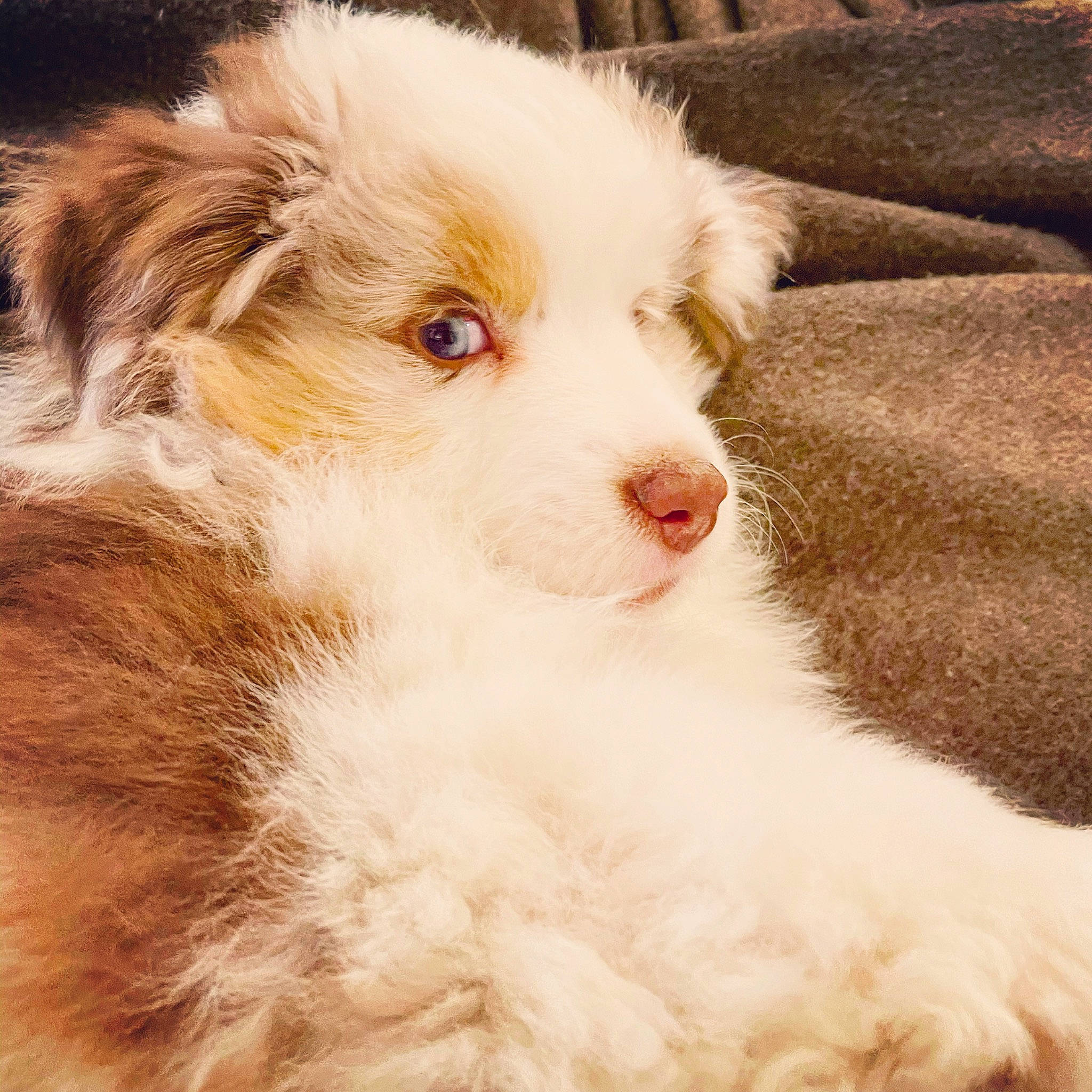 Orso participe au concours pour gagner de l'argent avec cette photo : ancient_dog_breeds, canidae, carnivore, companion_dog, dog, dog_breed, ear, fur, miniature_australian_shepherd, non_sporting_group, puppy, sporting_group, terrestrial_animal, texas_heeler, toy_dog, whiskers, working_animal, working_dog