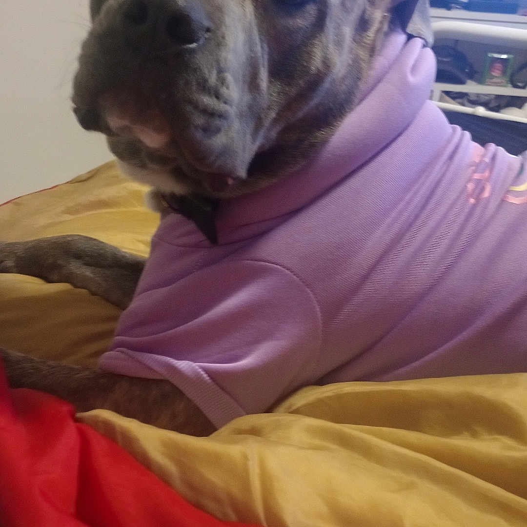 Pon Pon joined the competition — help win amazing prizes! dog, hoodie, purple_clothing, bed, blanket, yellow_blanket, red_blanket, indoor, pet, canine, lying_down, looking_at_camera, cozy, furniture, television, living_room, domestic_animal, casual, comfort, relaxed