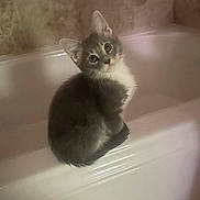 Teddy is registered to the contest to win money with this photo: cat, kitten, bathtub, bathroom, tile, gray, white, pet, animal, cute, sitting, looking_up, indoor, fur, whiskers, ears, small, curious, young, domestic