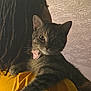 affection, animal, cat, close_up, collar, comfort, cozy, domestic, dreadlocks, face, fur, holding, indoor, looking_at_camera, person, pet, portrait, tabby_cat, texture, yellow_shirt