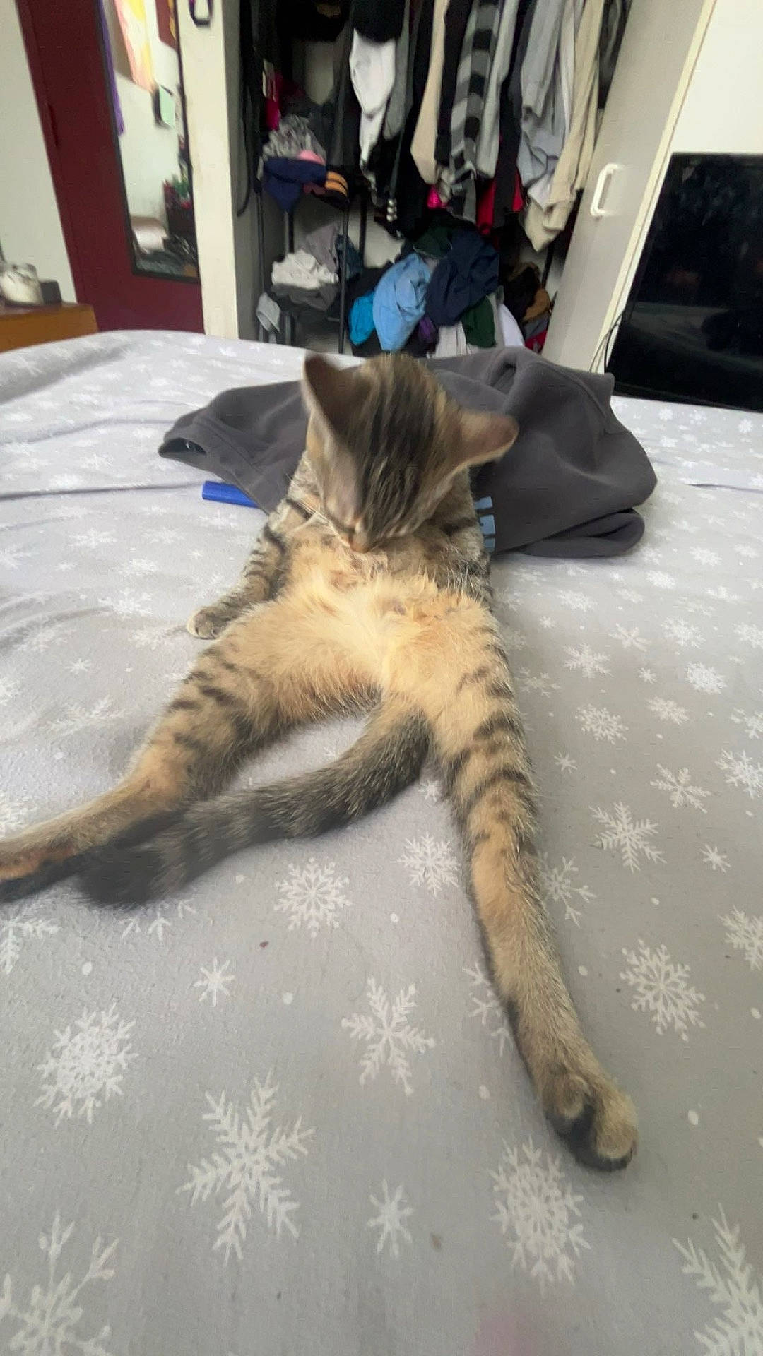 animal, bed, bedroom, cat, closet, cupboard, door, face, furniture, head, indoors, interiordesign, kitten, person, pet, photography, portrait, room, sleeping, table