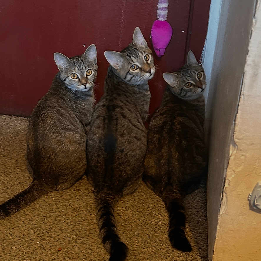 Hazel Zuko And Zari