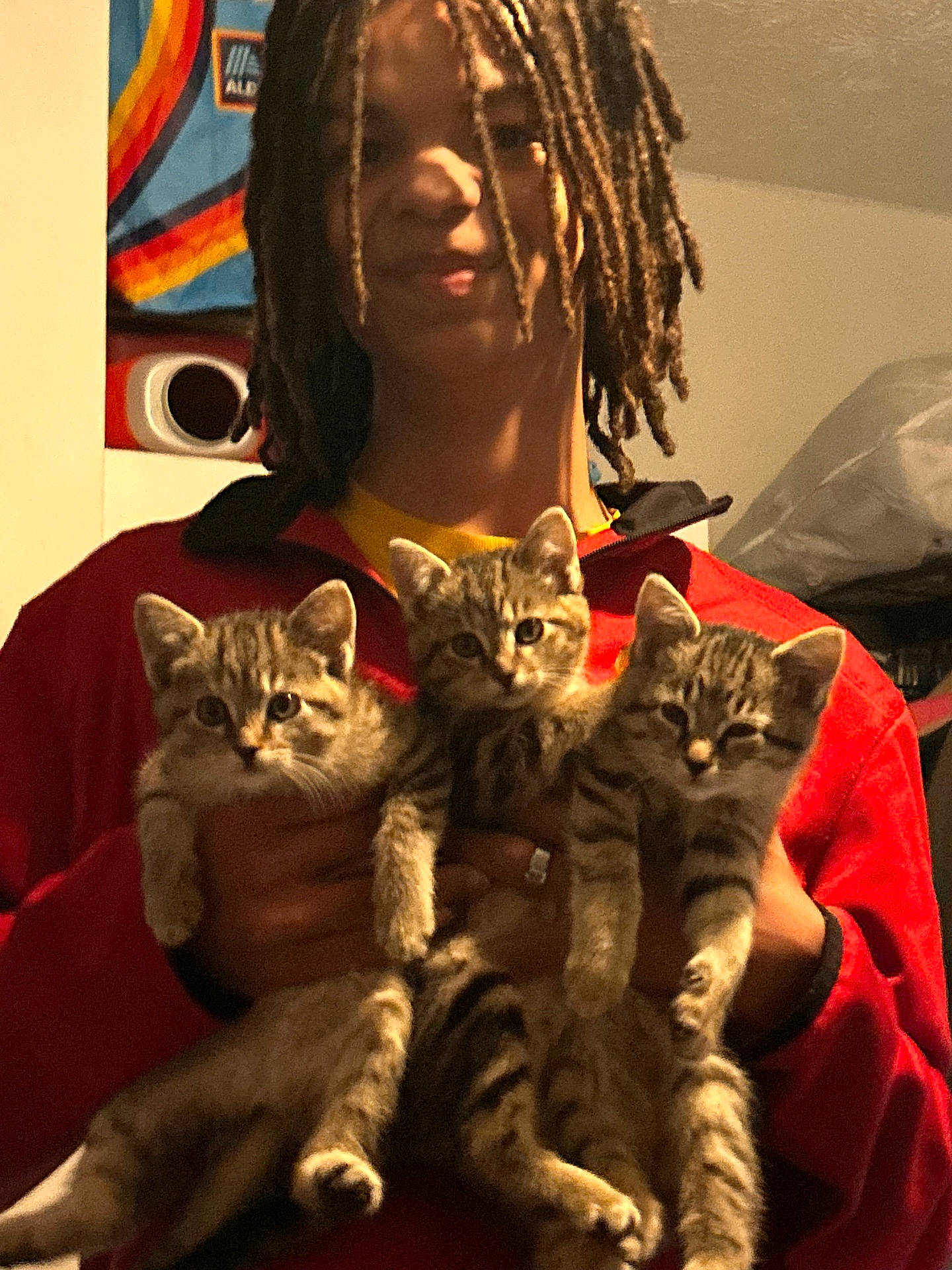 Hazel Zuko And Zari joined the competition — help win amazing prizes! abyssinian, adult, animal, blanket, cat, couch, egyptiancat, face, female, furniture, hair, head, kitten, manx, ocelot, person, pet, photography, portrait, woman