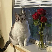 Ming is registered to the contest to win money with this photo: cat, domestic_cat, tabby, white_fur, sitting, windowsill, window, blinds, red_rose, roses, vase, glass_vase, indoor, pet, feline, portrait, night, cozy, whiskers, tail