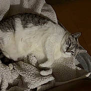 Ming is registered to the contest to win money with this photo: cat, domestic_cat, tabby, chonky_cat, blanket, sherpa_blanket, sofa, leather_sofa, living_room, tile_floor, socks, storage_box, pet, relaxed, sleeping, fur, paw, whiskers, cozy, indoor