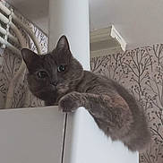 Princesse participe au concours pour gagner de l'argent avec cette photo : cat, gray_cat, curious, cabinet, indoor, wallpaper, pattern, pillar, furniture, pet, animal, climbing, wide_eyes, home, domestic, cute, cozy, whiskers, ears, claw