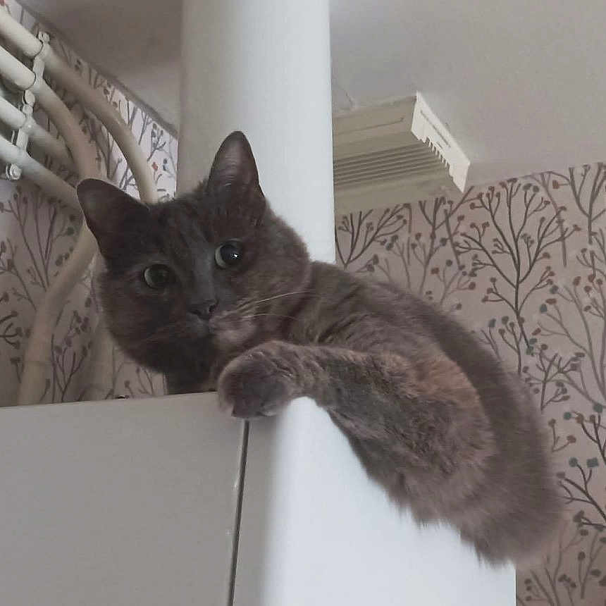 Princesse participe au concours pour gagner de l'argent avec cette photo : animal, cabinet, cat, claw, climbing, cozy, curious, cute, domestic, ears, furniture, gray_cat, home, indoor, pattern, pet, pillar, wallpaper, whiskers, wide_eyes
