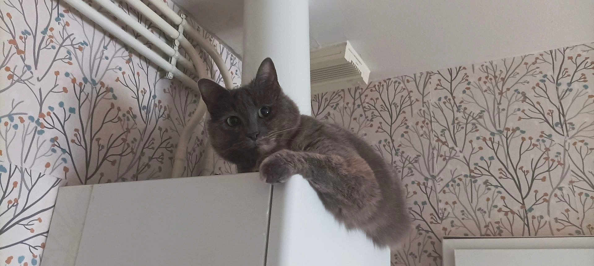 Princesse participe au concours pour gagner de l'argent avec cette photo : cat, gray_cat, curious, cabinet, indoor, wallpaper, pattern, pillar, furniture, pet, animal, climbing, wide_eyes, home, domestic, cute, cozy, whiskers, ears, claw