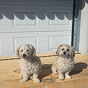 Bella a rejoint le concours — aidez-le/la à gagner de superbes lots ! dog, pets, outdoor, sunlight, wooden_platform, garage_door, fluffy, two_dogs, sitting, tongue_out, daytime, shadows, fur, cute, animal, companions, relaxed, light_and_shadow, front_view, domestic_animal