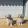 dog, pets, outdoor, sunlight, wooden_platform, garage_door, fluffy, two_dogs, sitting, tongue_out, daytime, shadows, fur, cute, animal, companions, relaxed, light_and_shadow, front_view, domestic_animal