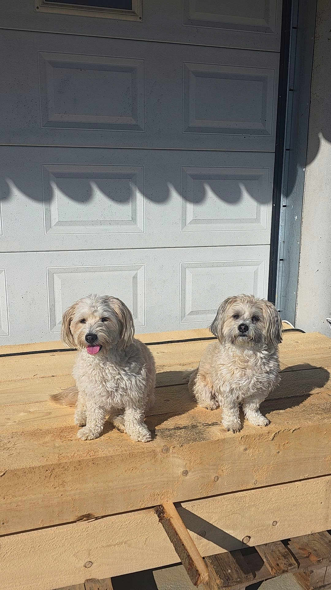 Bella a rejoint le concours — aidez-le/la à gagner de superbes lots ! dog, pets, outdoor, sunlight, wooden_platform, garage_door, fluffy, two_dogs, sitting, tongue_out, daytime, shadows, fur, cute, animal, companions, relaxed, light_and_shadow, front_view, domestic_animal