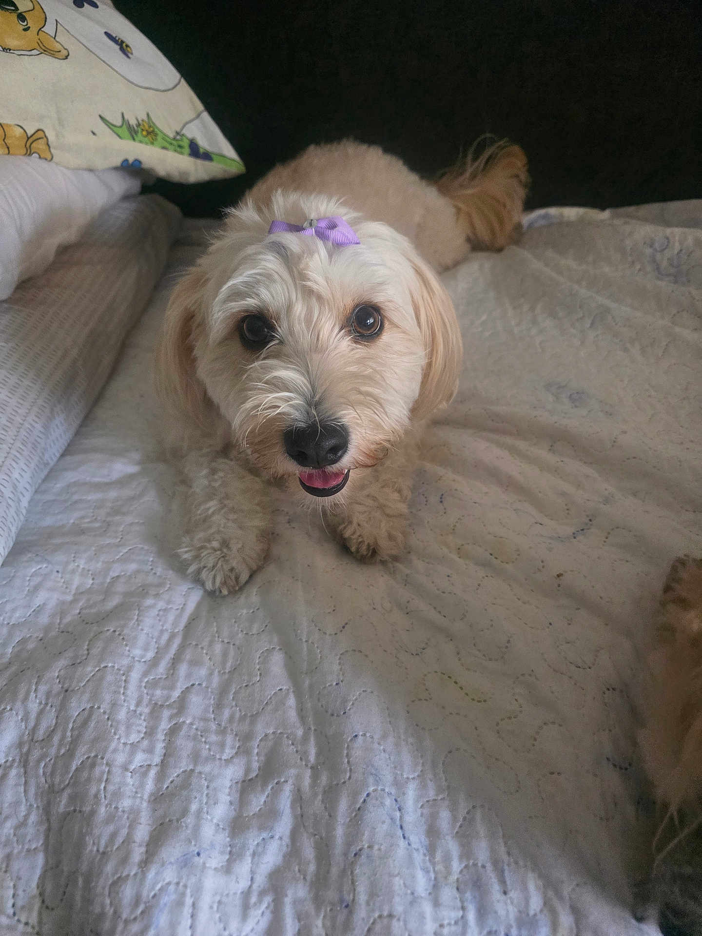 Bella