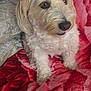 Bella participe au concours pour gagner de l'argent avec cette photo : dog, white_dog, fluffy, pet, indoors, blanket, red_blanket, pillow, patterned_pillow, curious, sitting, cute, companion, animal, fur, small_dog, cozy, home, resting, portrait
